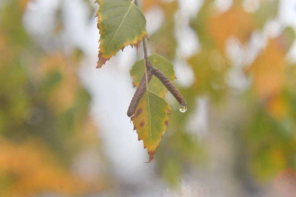 До +5 градусов похолодает в Новосибирске 2 ноября.