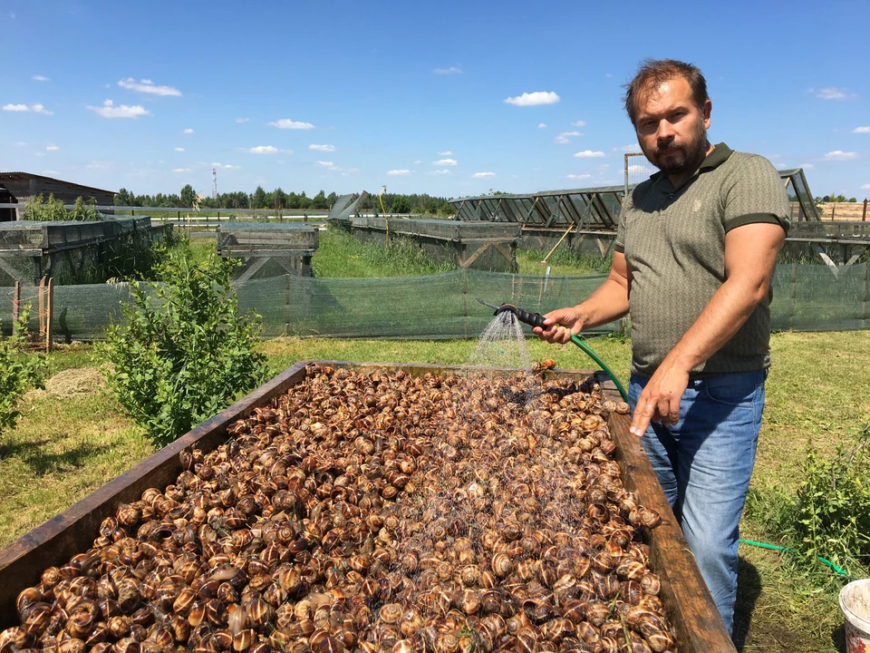 Начинку для пельменей выращивают на специализированной ферме.
