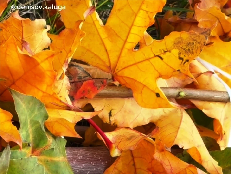 На набережной Яченского водохранилища создали новую аллею.