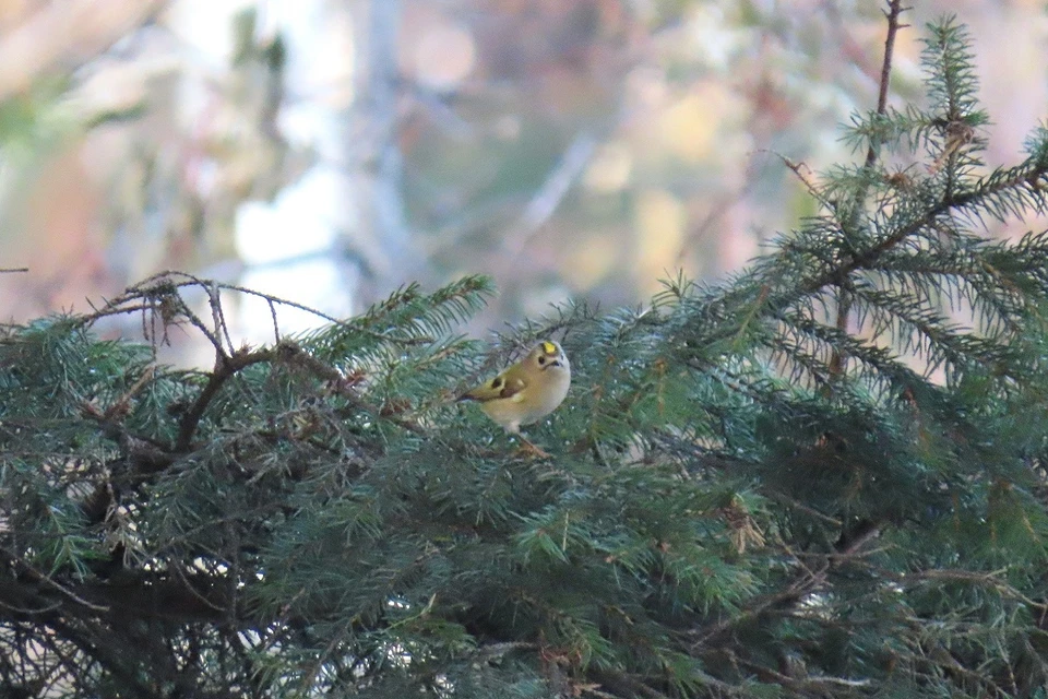 Питается птица преимущественно насекомыми. Фото: Людмила Буднева