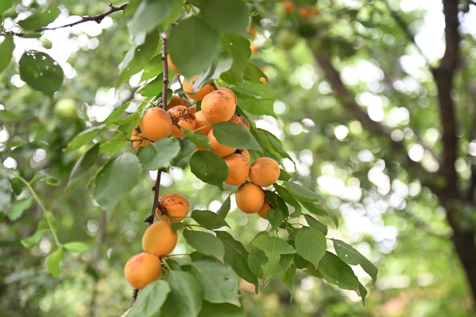 В республике запущена программа компенсации кадастровых работ.