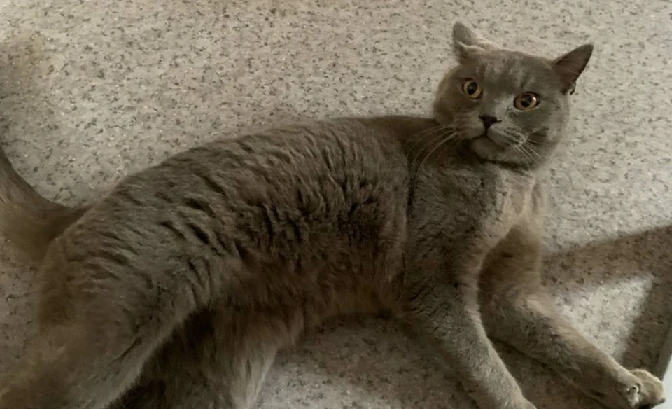 фото t.me/ass_i_Belyash