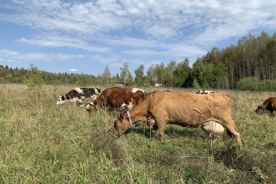 Запрещается ввоз и вывоз животных.