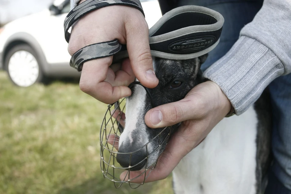 Жильцы дома уверяют, что собаку выгуливали без намордника.