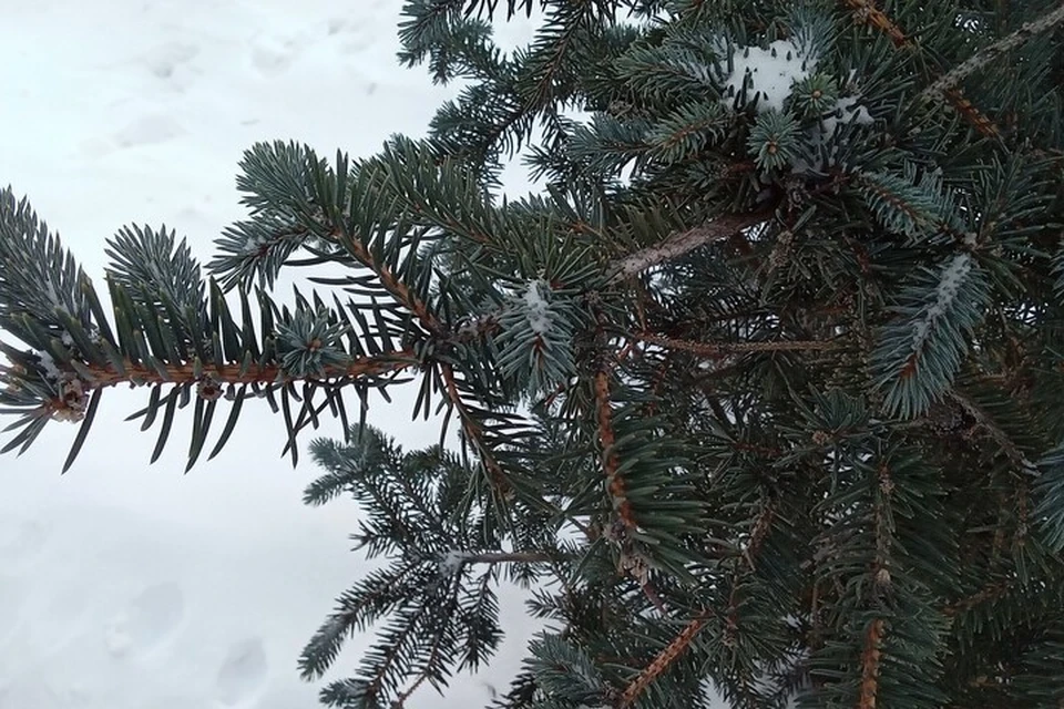 Погода на Ямале с 3 по 9 ноября