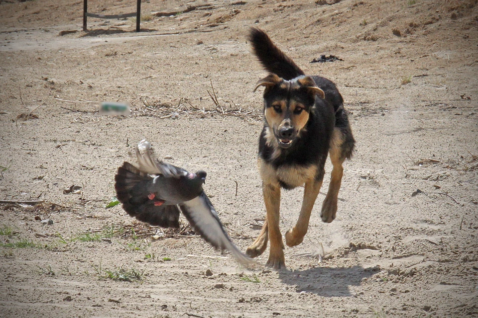 Собака искусала двухлетнего ребенка в Симферополе. Случай взяли на контроль в центральном аппарате СК РФ.