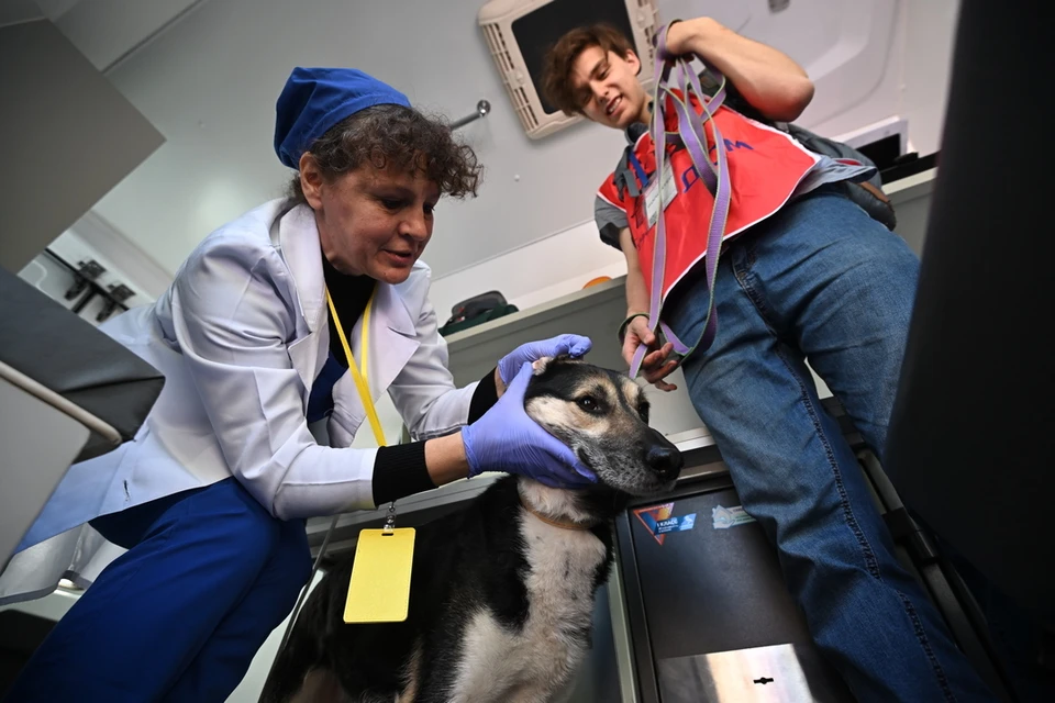 Травмированное животное отвезли к ветеринарам.