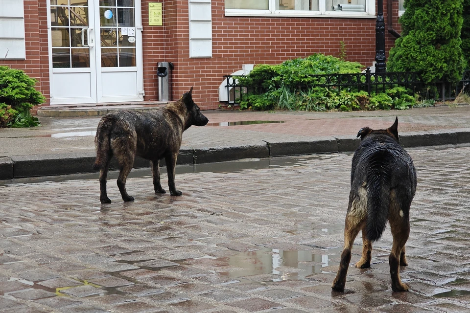 Глава СК России поручил возбудить уголовное дело по нападению бродячих собак на детей в поселке Светлый Якутии