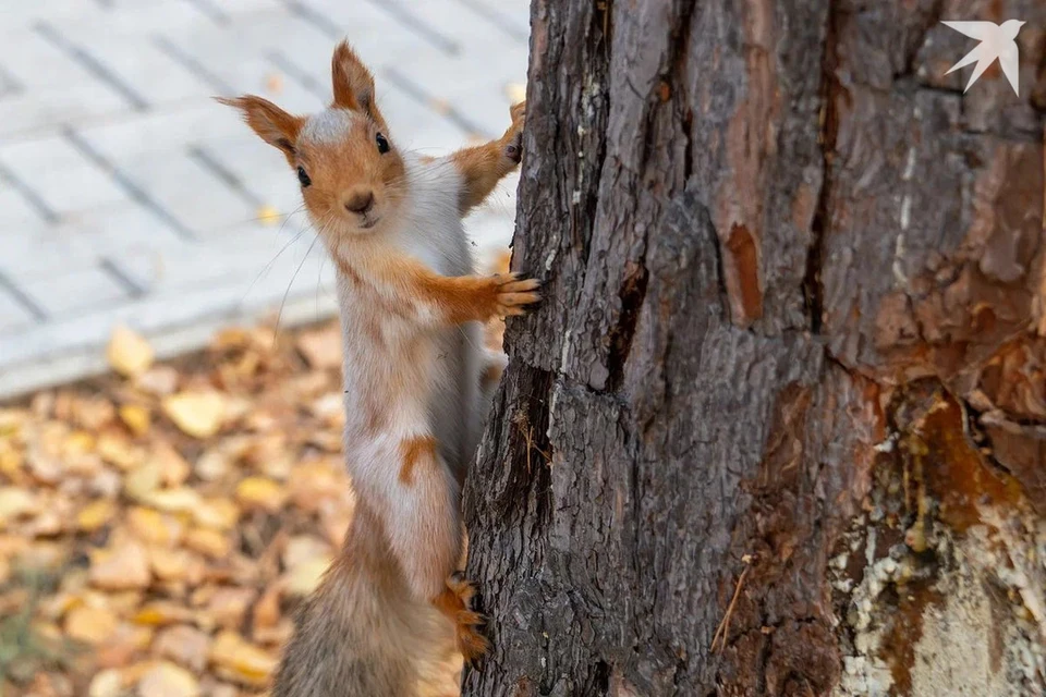 Синоптики объявили оранжевый уровень опасности на 5 ноября в Беларуси. Снимок носит иллюстративный характер.