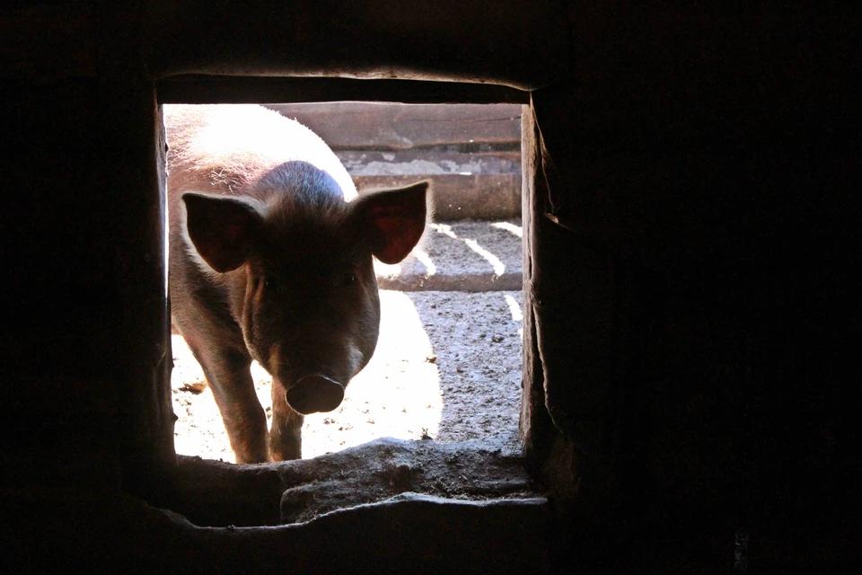 Россиянам рассказали, когда за содержание свиньи в квартире могут оштрафовать.