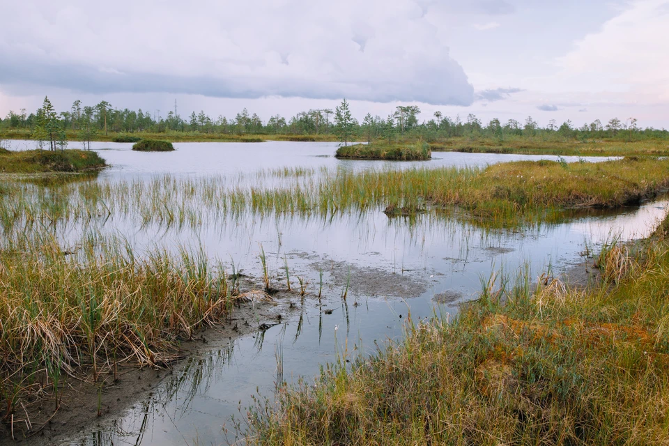 Спасатели вытащили девушку из болота
