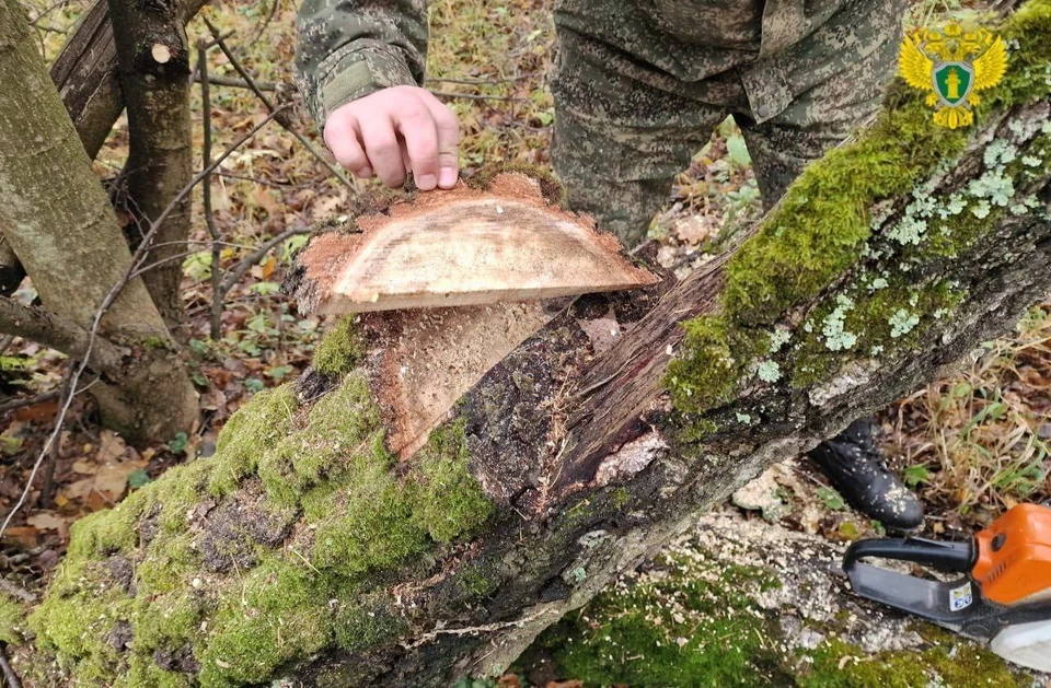 В Тульском лесничестве возбуждено уголовное дело за незаконную вырубку 10 деревьев.