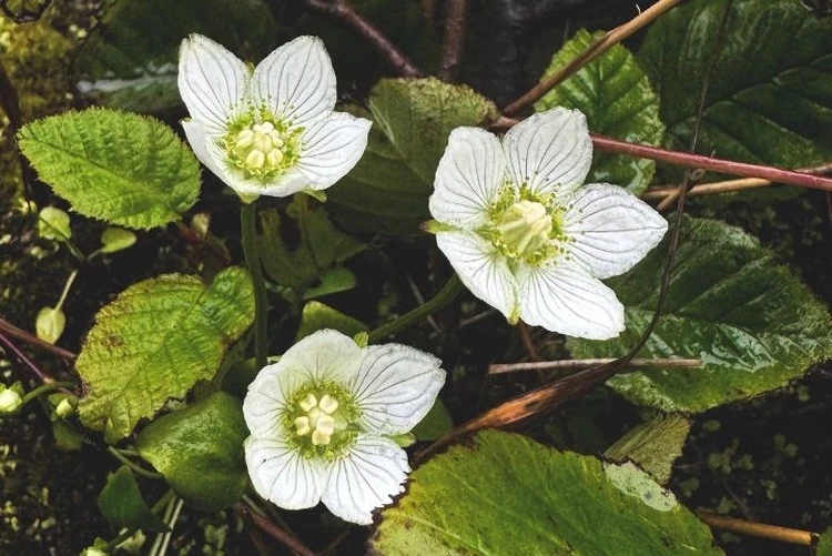 Изящный обманщик, стратег и целитель: как ядовитый цветок очаровывает «хрустальными» лепестками ради выживания на вулкане Камчатки