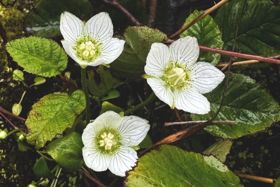 Это не просто растение, а целая поэма о выживании, написанная на болотной воде. Фото: Е. Мартынова, тгк «Вулканы Камчатки»