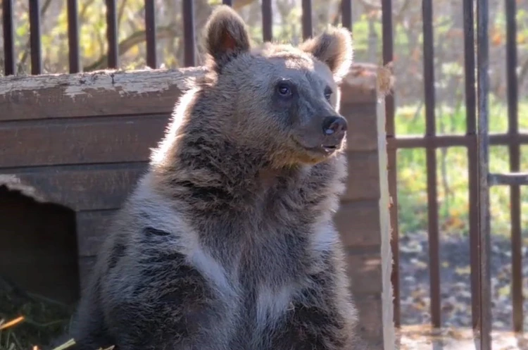 «Есть все шансы вернуться в дикую природу»: о состоянии сбитого в Северной Осетии медведя рассказали волонтеры