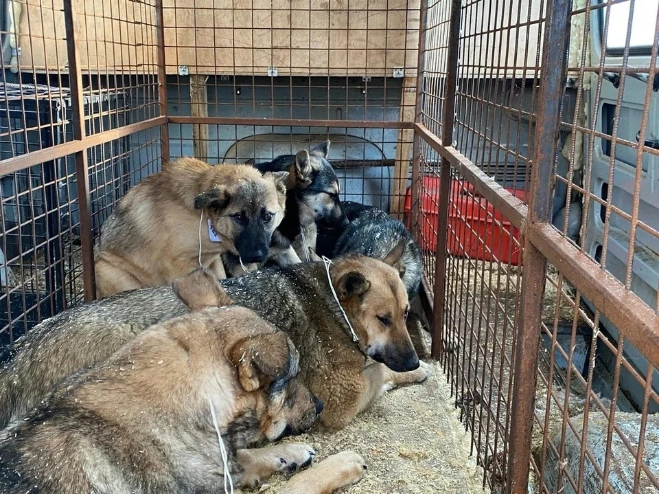 Самарцам запретили кормить бездомных животных