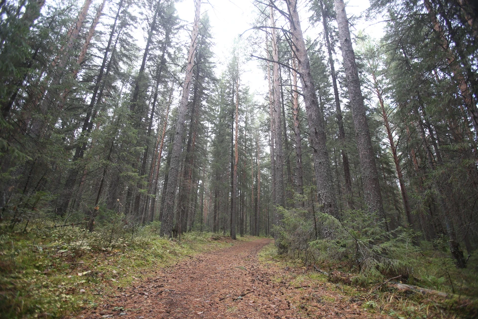 В Ялте для борьбы с пожарами используют искусственный интеллект.
