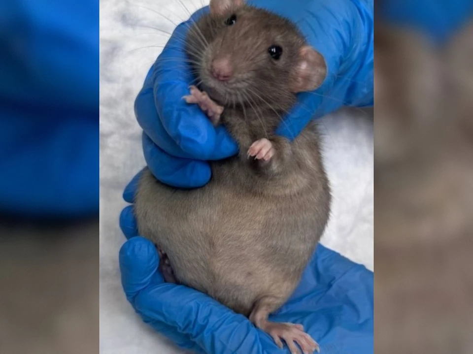 Сложные роды у грызуна приняли в Кирове. Фото: Ветцентр «Вместе с верным другом».