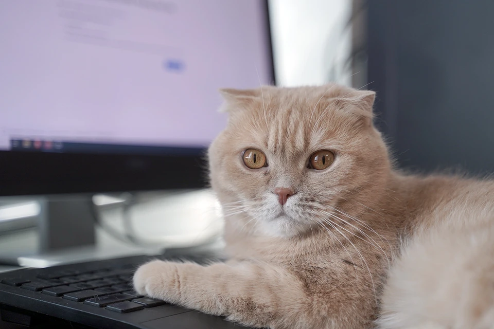 Ветеринар Тихенко разобрал значение популярных мемов про котов