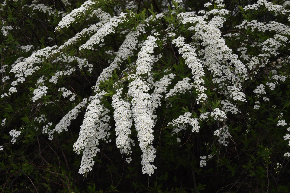 Ульяновский сквер Лимасова украсили молодые кустарники