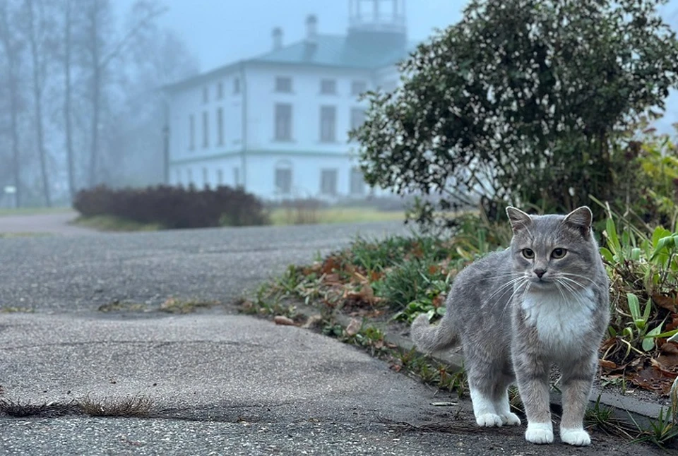 В музее "Карабиха" ищут пропавшего друга - кота Василия. ФОТО: Музей Карабиха