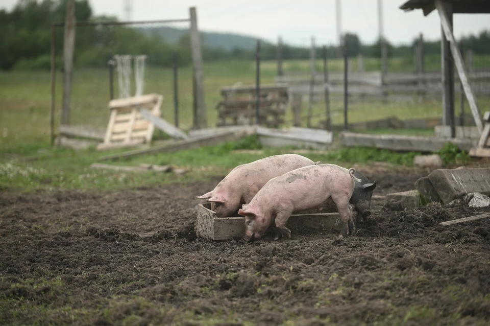 Компост нужно делать с умом.