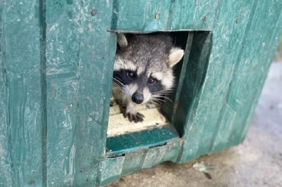 Херсонский енот возмужал и уже не раз давал потомство в "Тайгане".