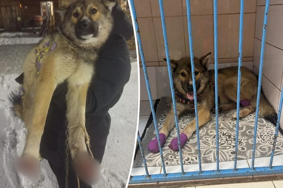 Пса увезли на лечение в Екатеринбург. Фото: читатель «КП»