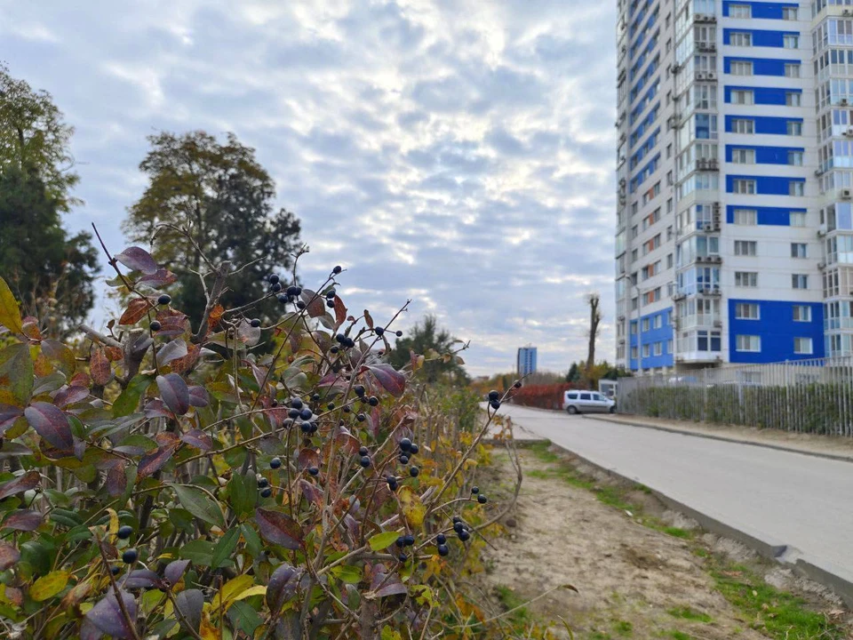 Эти ягоды не смородина, чтобы их есть. Фото: ЦПКиО.