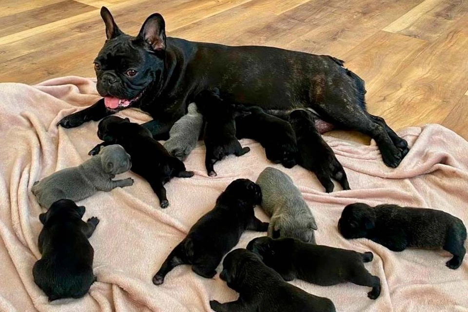 Трое малышей оказались пепельного окраса. Фото: Книга рекордов России