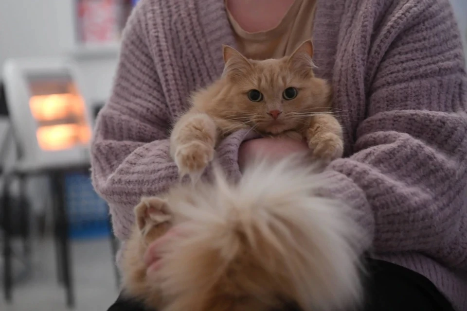 Эксперт Сиротенко: Сервис «Моспитомец» — большой шаг в помощи животным