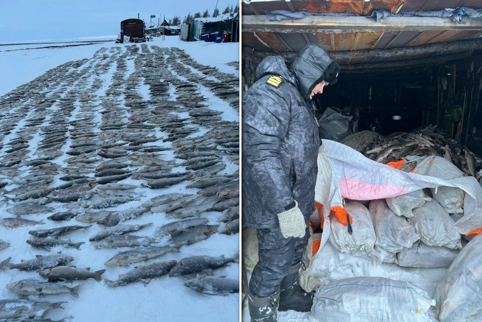 На севере Красноярского края браконьеры причинили ущерб на 168 миллионов. Фото: Росрыболовство