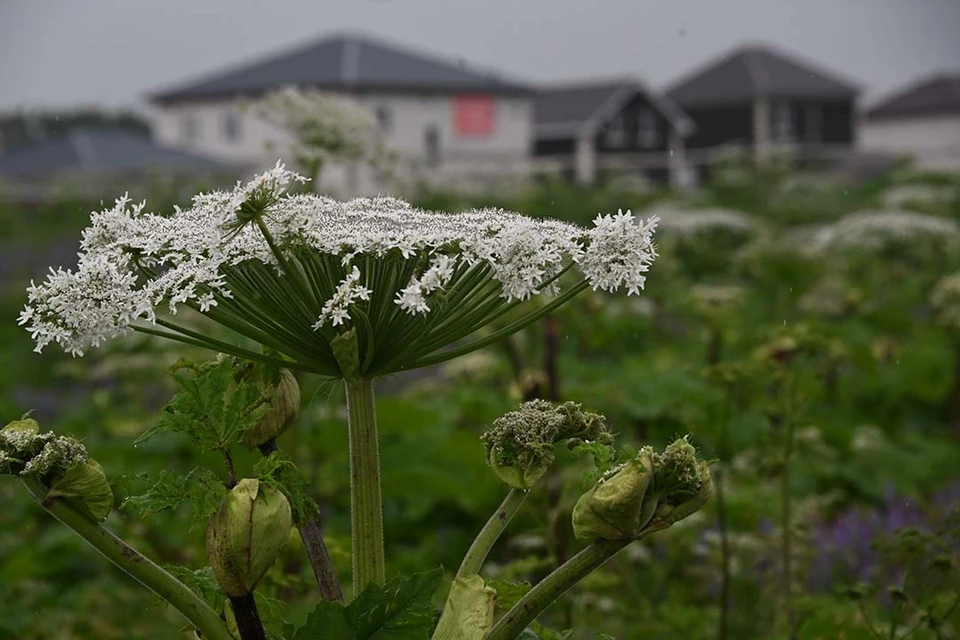 Опасный сорняк будут уничтожать.