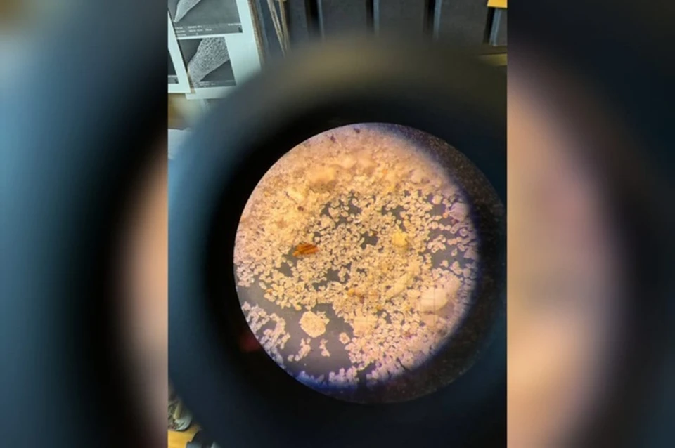 Уникальные образцы из Якутии изучают под микроскопом лучшие палеонтологи России. Фото: нацпарк «Ленские столбы»