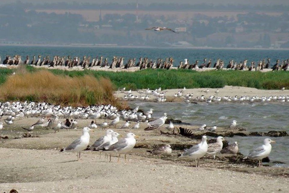 В ДНР подвели итоги по изучению биоразнообразия на охраняемых территориях. Фото: Минприроды ДНР