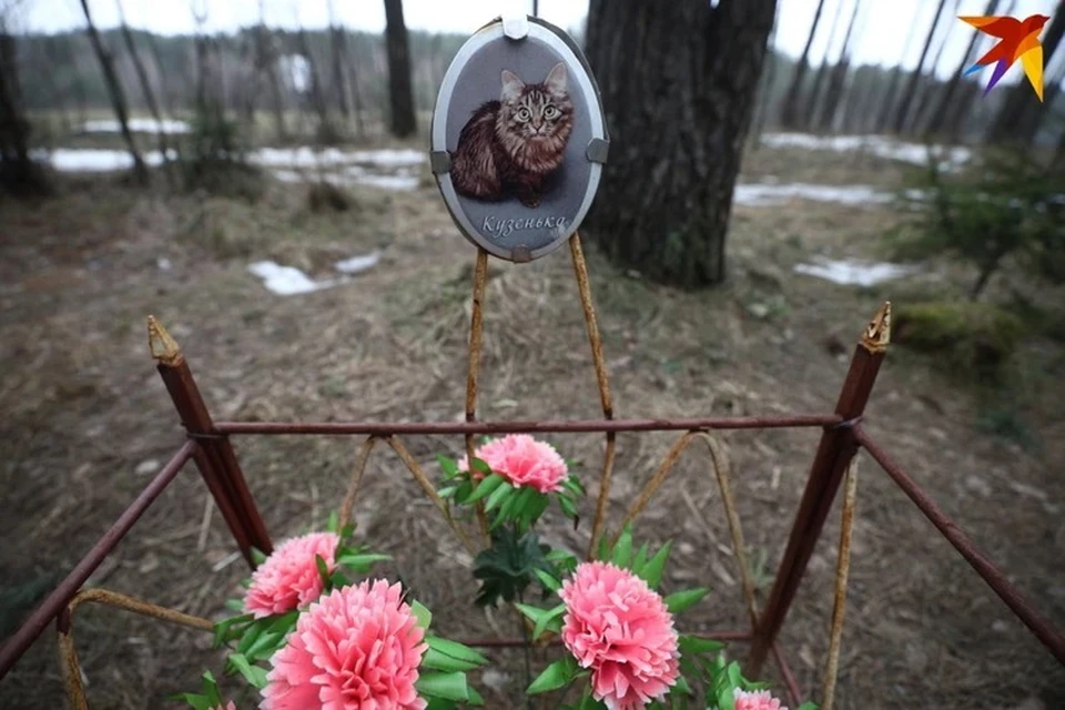 Под Минском и в черте города много стихийных кладбищ для животных. Власти города обсуждают вопрос открытия государственного крематория и колумбарных ячеек. Фото носит иллюстративный характер.