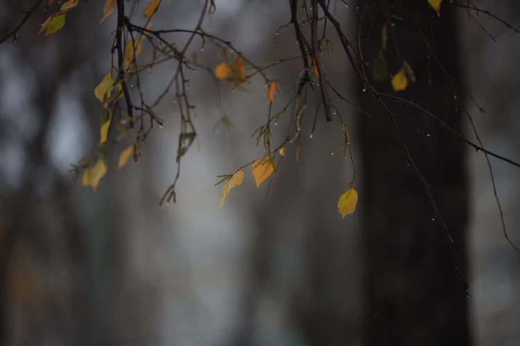 Вместо ноябрьских морозов – аномальное потепление: синоптики рассказали, чем погода удивит жителей Прикамья