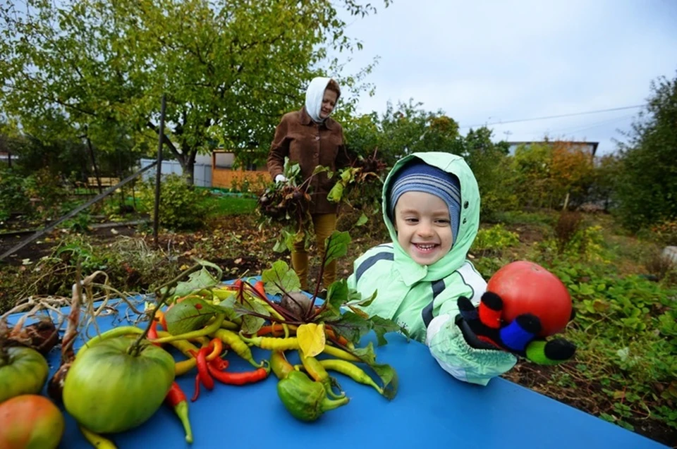 Дачниками напомнили о главной опасности для плодовых деревьев осенью