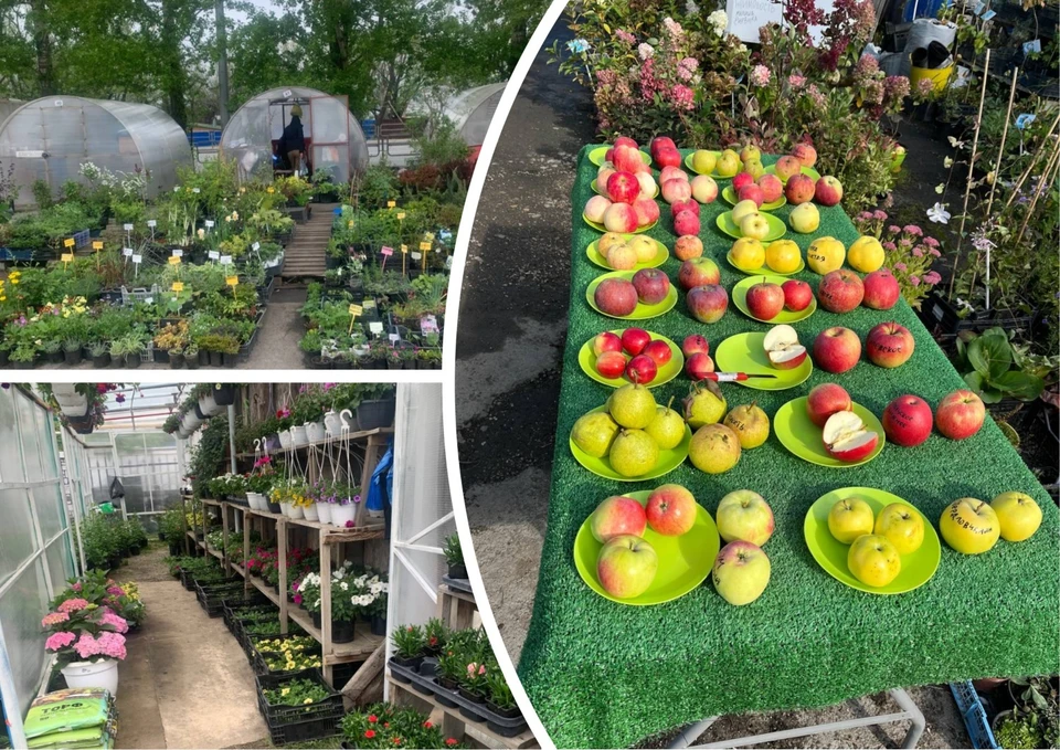 Садоводовы продают посадочный материал, адаптированный для местного климата.