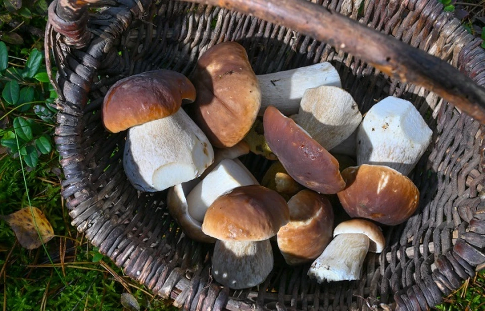 Десять килограммов боровиков после сушки превращаются в один. Фото: GLOBAL LOOK PRESS.