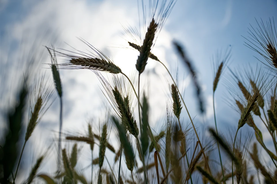 Нарушения при использовании пестицидов обнаружили в Нижегородской области