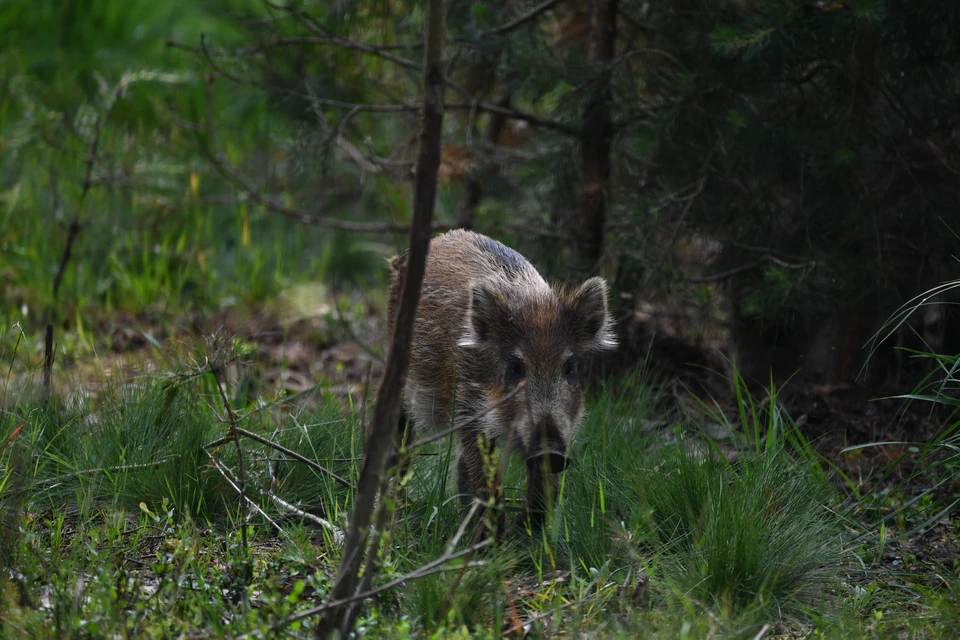 Пробежка стада кабанов по лесу в Нижегородской области попала на видео.