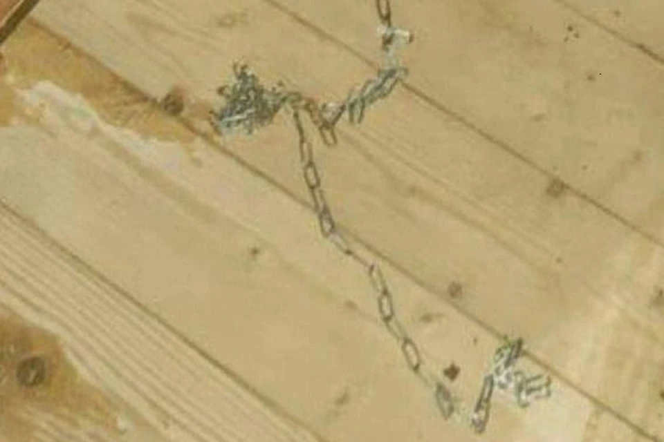 Фото: телеграм-канал ПривидеЛося.