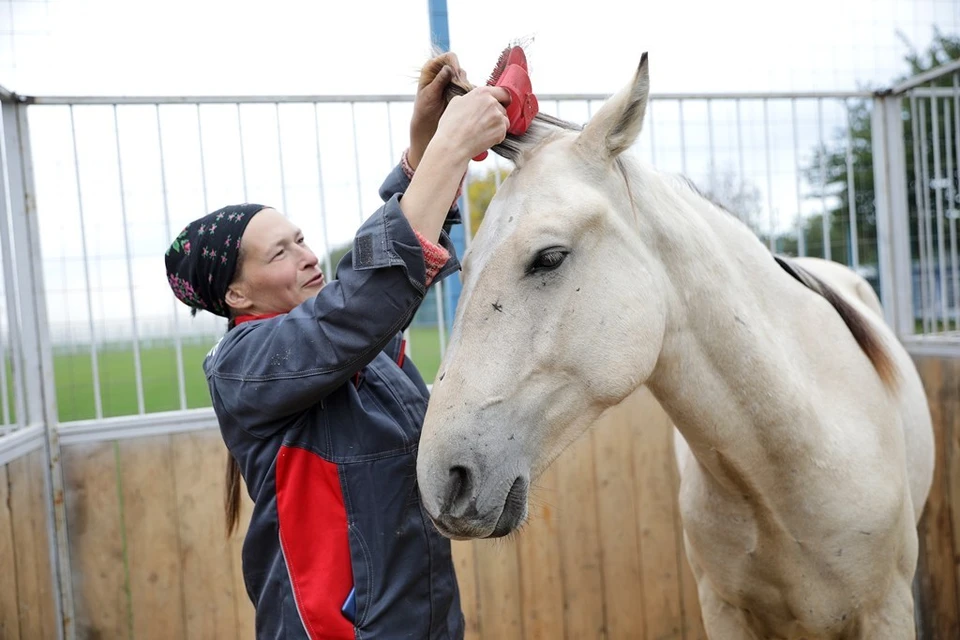 Все проведенные прививки и исследования фиксируются в ветеринарных паспортах животных