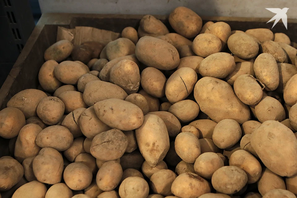 Новые требования к картошке и яблокам в магазинах вводит Совмин.
