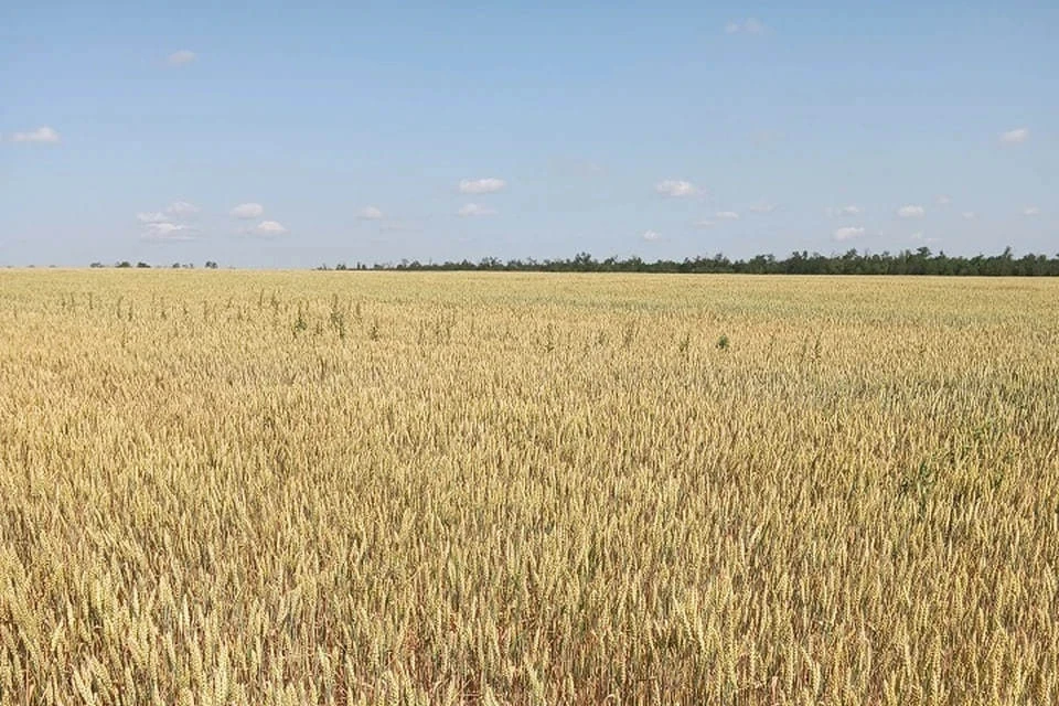 Аграрии ДНР переходят на отечественную селекцию. Фото: Филиал «Донецкий» Россельхозцентра