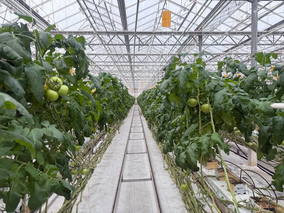 «Тепличное» демонстрирует устойчивую динамику развития. ФОТО: тг-канал Алексея Русских