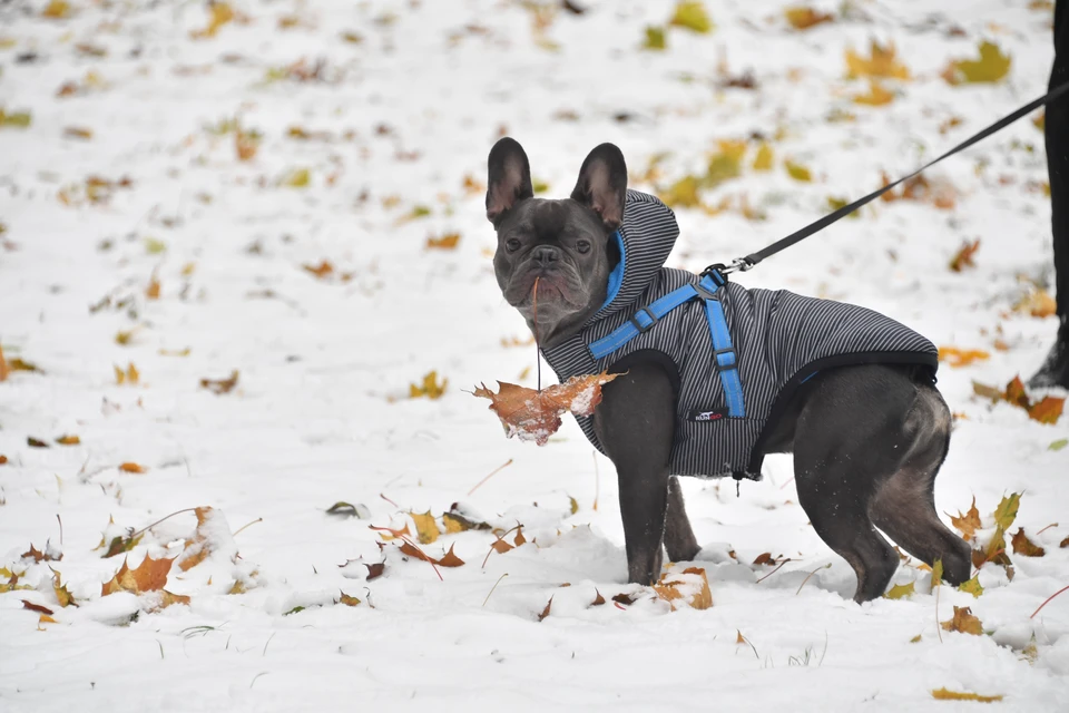 Психолог объяснила, почему тюменцы выгуливают невидимых собак