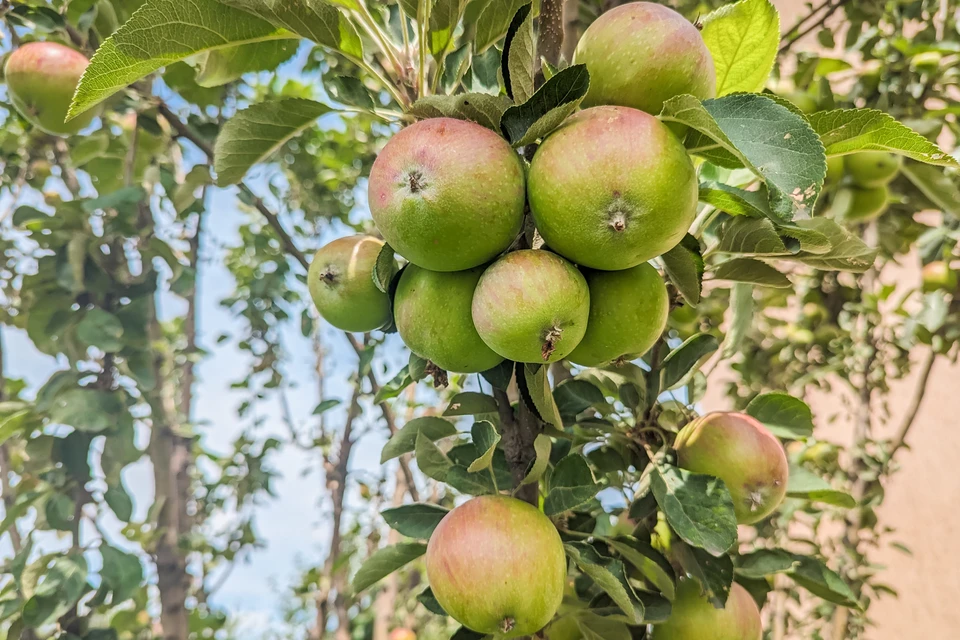 Яблоки помогают защитить дыхательные пути от воздействия загрязненного воздуха