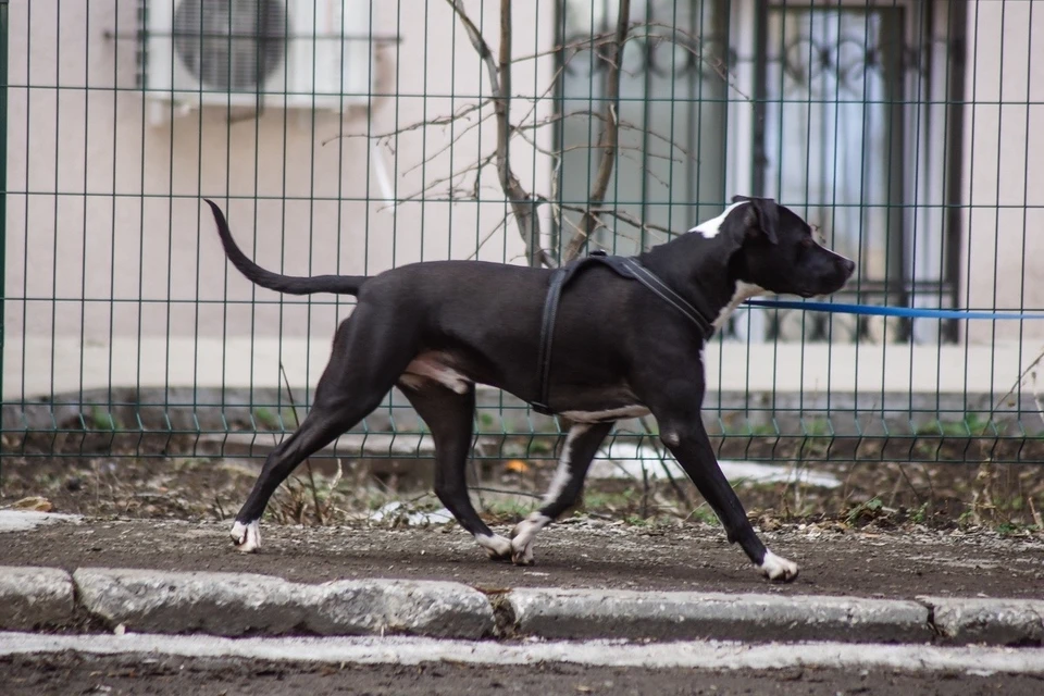 Самарцев обяжут регистрировать домашних животных